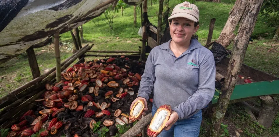 Los cacaoteros de Colombia apuestan a los mercados internacionales Los cacaoteros de Colombia apuestan a los mercados internacionales