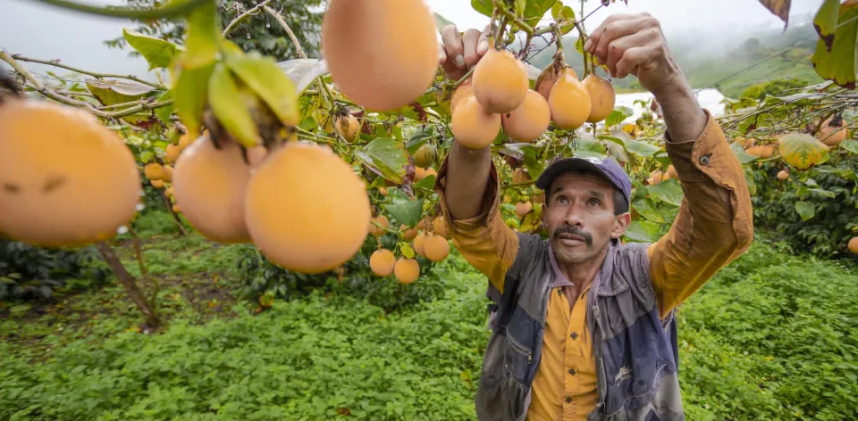 Los precios de los alimentos y bebidas no alcohólicas disminuyeron 0,53% en junio de 2023