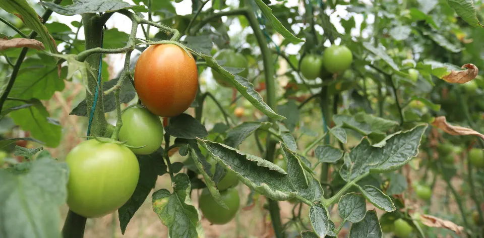 Norte del Huila y la provincia de Ibagué, las mejores condiciones para producir tomate de mesa
