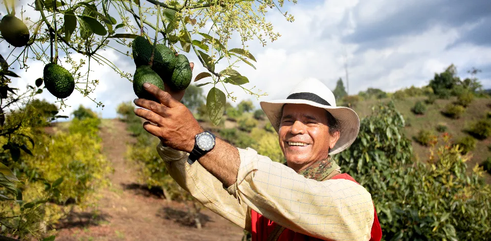 Población ocupada del sector agropecuario aumentó 147.685 personas durante diciembre de 2024