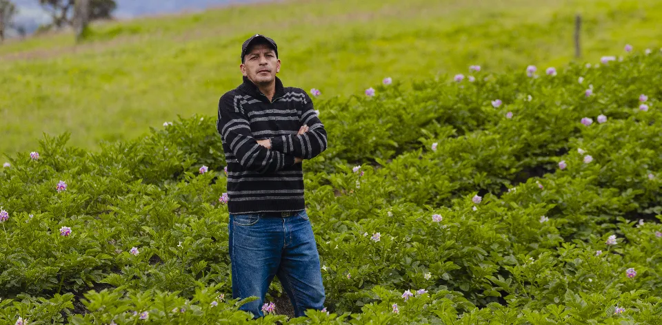 Productores del Cauca mejoran la rentabilidad de los fertilizantes en el cultivo de la papa Productores del Cauca mejoran la rentabilidad de los fertilizantes en el cultivo de la papa