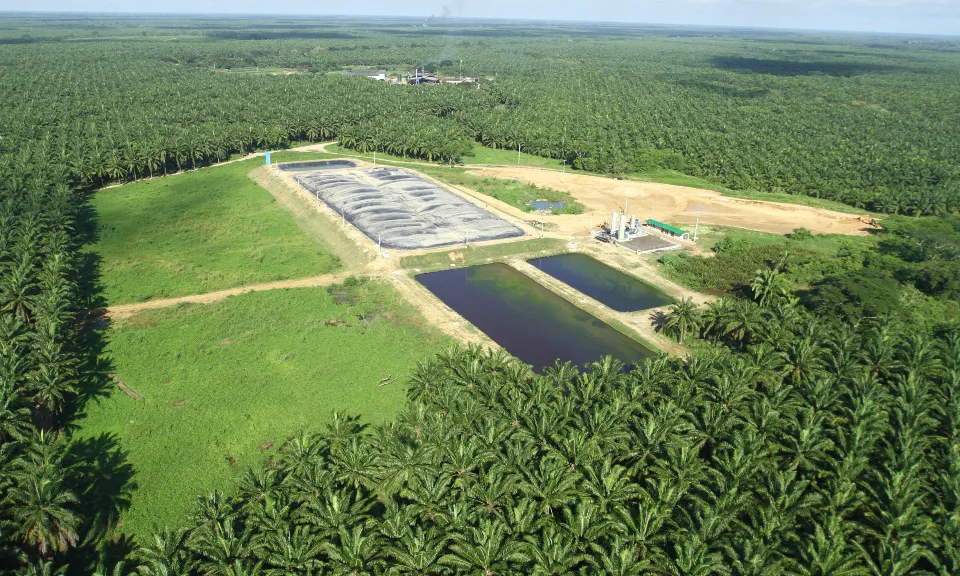Sector palmicultor nacional representa 17,6 % del PIB agrícola según Fedepalma Sector palmicultor nacional representa 17,6 % del PIB agrícola según Fedepalma