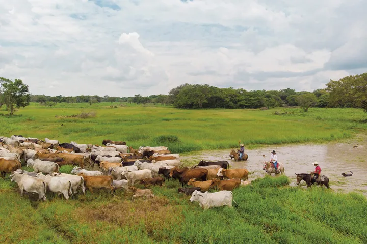 Taller  presencial ‘Hoja de ruta y lineamientos de reconversión productiva agropecuaria de la cadena cárnica para la región Orinoquia’