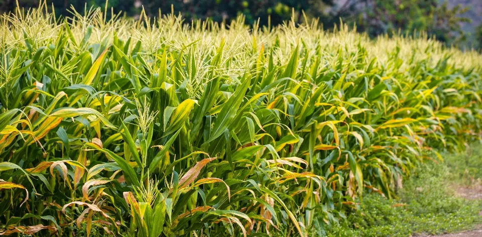 Durante 2023, las importaciones del sector agropecuario bajaron 13,1 %, con un total de US$9.598 millones CIF