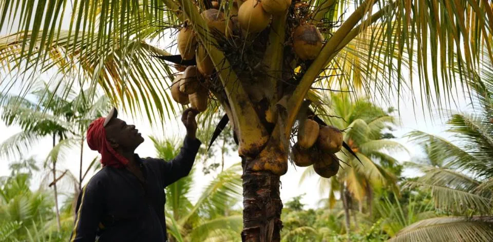Gobierno destinará $65 mil millones para rescatar y fortalecer la producción de coco en el litoral Pacífico