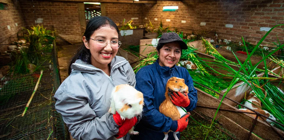 Los cuyes nariñenses: un proyecto familiar y comunitario Los cuyes nariñenses: un proyecto familiar y comunitario