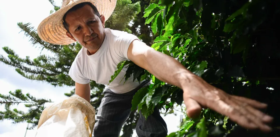 Plátanos, cebolla y papa entre los productos que más bajaron de precio durante enero de 2023 Plátanos, cebolla y papa entre los productos que más bajaron de precio durante enero de 2023
