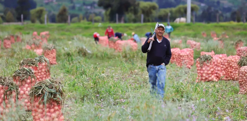 Precios de papas, huevos y quesos disminuyeron en febrero de 2024 y aumentaron otros productos como las hortalizas
