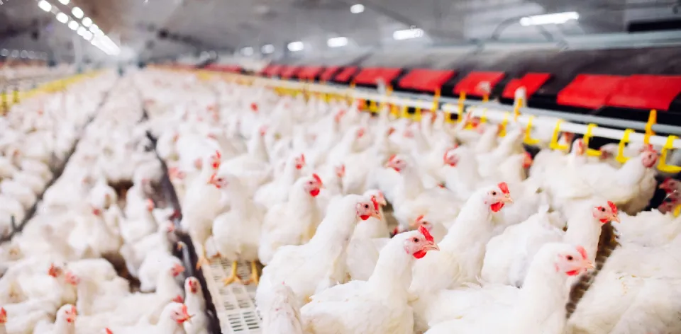Precios de quesos artesanales y carne de pollo, disminuyeron durante marzo de 2024 y aumentaron otros productos como las frutas Precios de quesos artesanales y carne de pollo, disminuyeron durante marzo de 2024 y aumentaron otros productos como las frutas