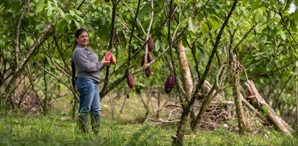 Trabajamos por la trazabilidad del cacao de Colombia Trabajamos por la trazabilidad del cacao de Colombia