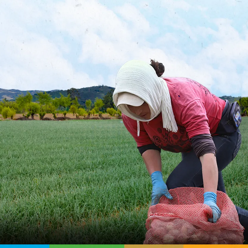 Levantamiento de costos de producción del cultivo de cebolla bulbo, Funes, Nariño