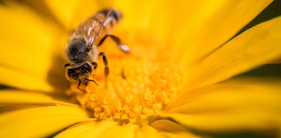 Abeja sobre una flor