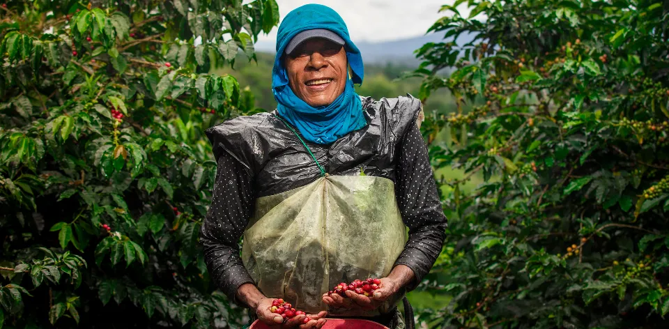 About 549,000 coffee-growing families produce more than 10.6 million sacks of coffee each year in Colombia About 549,000 coffee-growing families produce more than 10.6 million sacks of coffee each year in Colombia