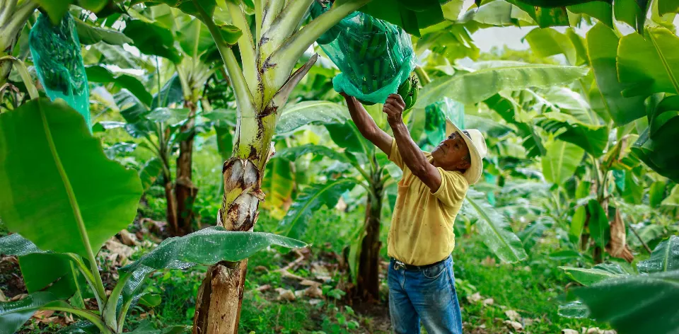 El sector agropecuario empleó a 3,2 millones de personas en septiembre: aumentó en 97 mil ocupados