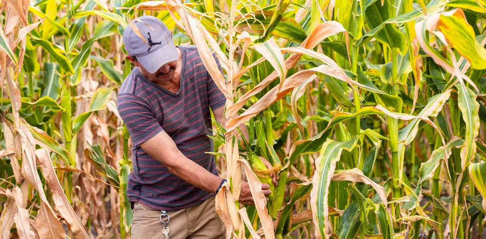 En julio, las importaciones agropecuarias y agroindustriales disminuyeron En julio, las importaciones agropecuarias y agroindustriales disminuyeron