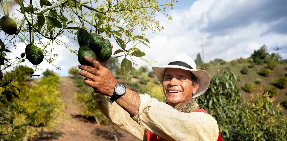 Exportaciones agropecuarias de Colombia crecen un 11,5 % en agosto, impulsadas por el café, las flores y el aguacate