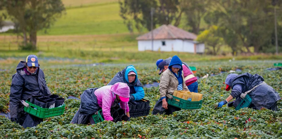 Juntas de Acción Comunal: pilar de la organización campesina en Colombia