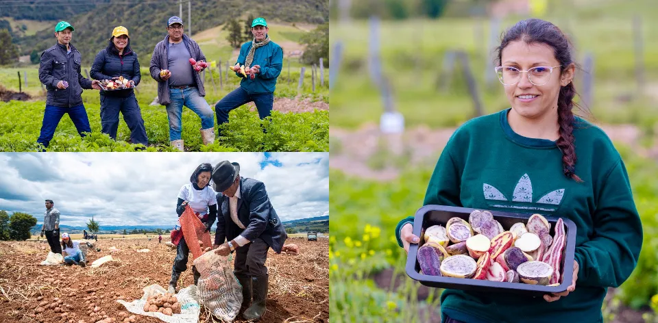 La reconversión productiva de la papa colombiana: ¡acciones para mejorar la producción agropecuaria! La reconversión productiva de la papa colombiana: ¡acciones para mejorar la producción agropecuaria!