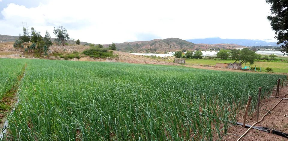 Nariño lidera en rendimiento de cebolla junca, según el boletín de costos de producción de la UPRA