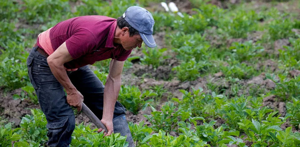 Las variaciones reflejan el impacto de cambios climáticos, cierre de cosechas y reducción del abastecimiento en algunas regiones productoras.