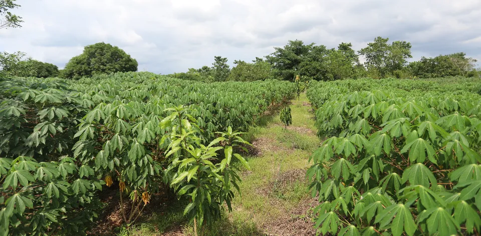 Sabanas de Sucre y centro del Magdalena presentan las mejores condiciones para producción de yuca Sabanas de Sucre y centro del Magdalena presentan las mejores condiciones para producción de yuca