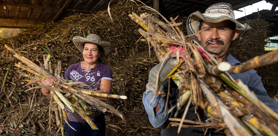 Sur del Huila, la región líder en competitividad en la producción de caña panelera