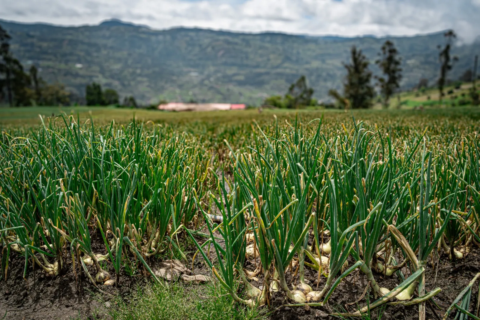 Levantamiento de costos de producción de cebolla bulbo