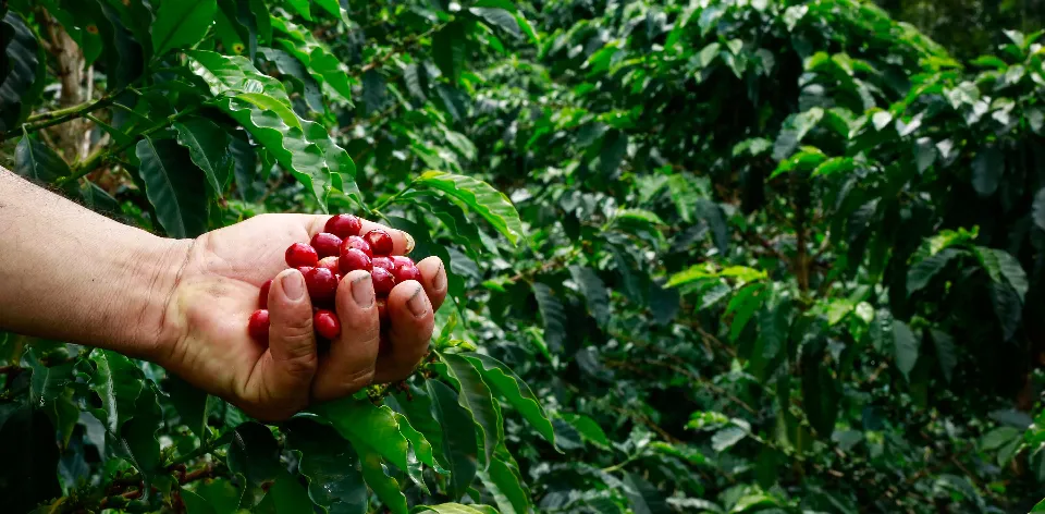 Agricultural Sector Exports Reach USD 904 Million, with a 9.4% Increase in Value