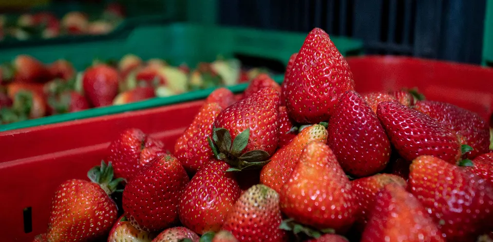 Agricultural Sector Drives GDP Growth in the Second Quarter of 2024