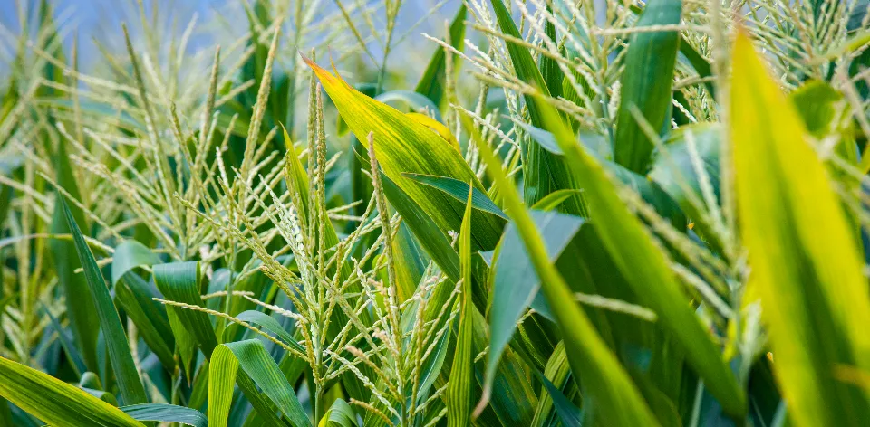 In April, Agricultural and Agro-industrial Sector Imports Reached 855 MUSD CIF