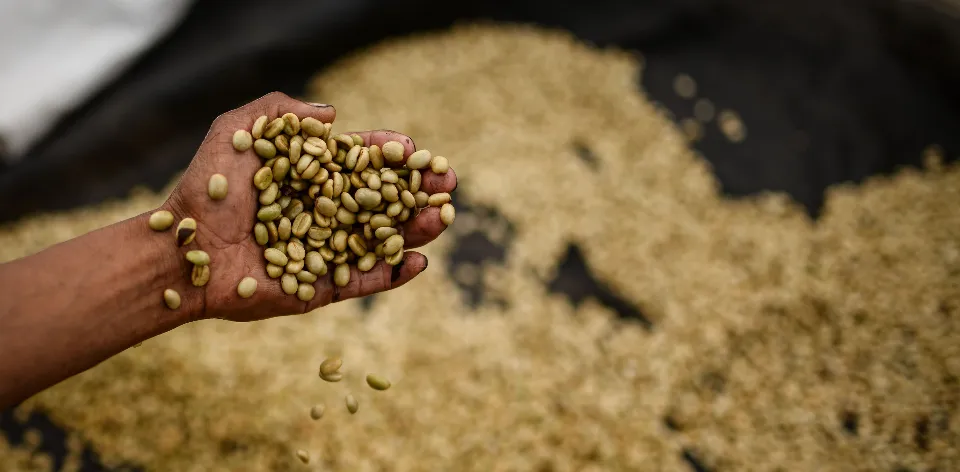 In July, exports from the Colombian agricultural and agro-industrial sector grew by 13.1% in value and 7% in volume.