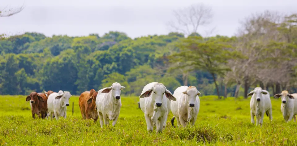UPRA will present the process of identifying APPA in 21 municipalities of Córdoba UPRA will present the process of identifying APPA in 21 municipalities of Córdoba
