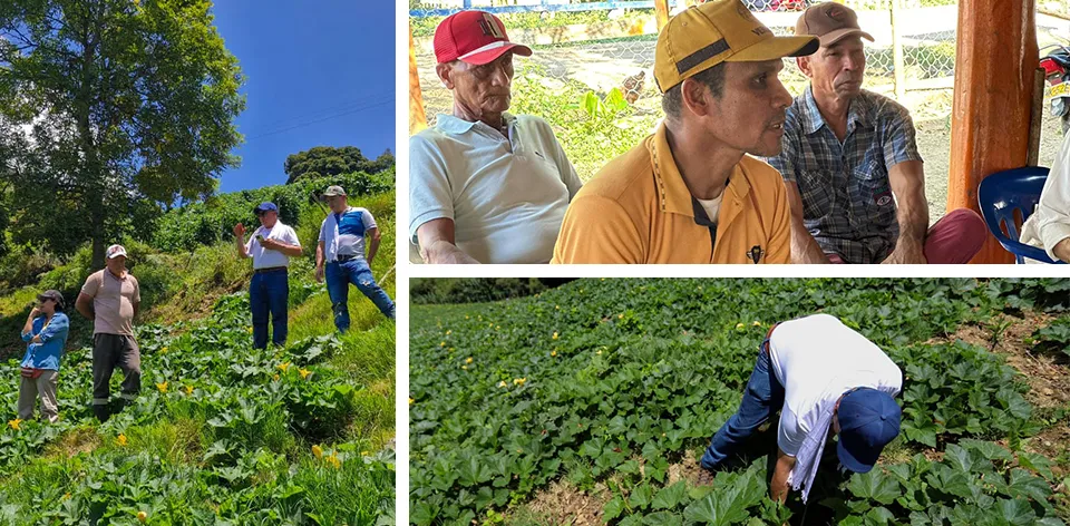 The countryside does not stop: we build coconut, squash, and industrial hemp zoning with and from the regions.