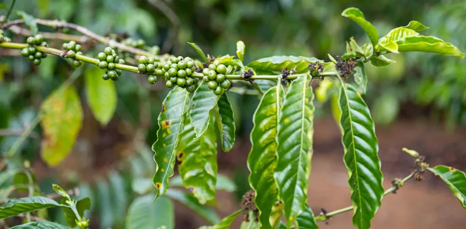 UPRA Advances the Financial Evaluation of Coffee Cultivation in Colombia