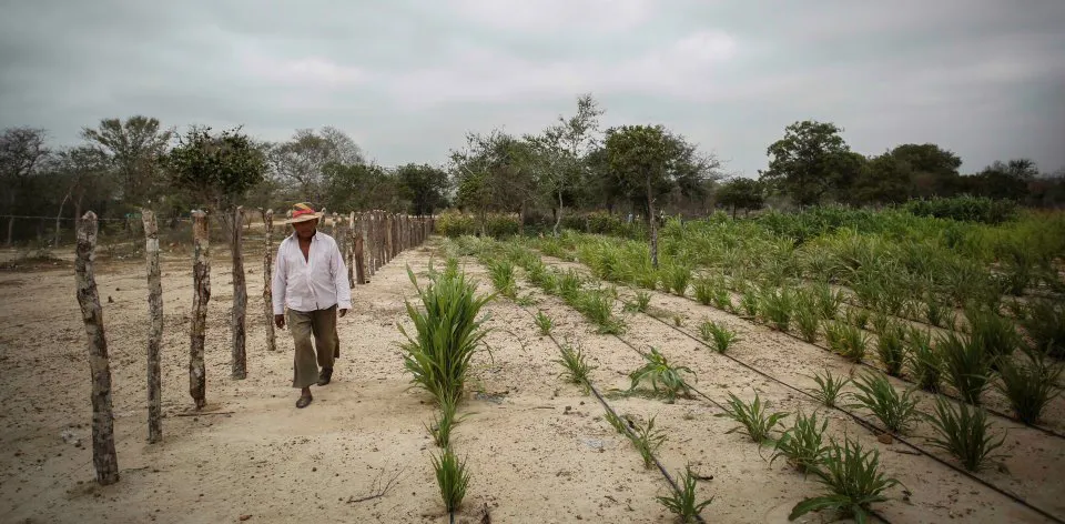 La Guajira will have 79,961 hectares protected for exclusive use in the agricultural sector