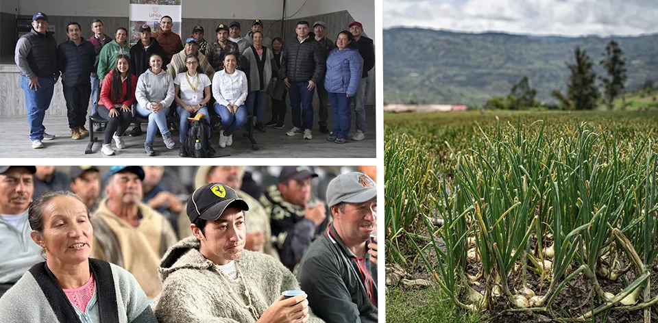 La UPRA adelanta la evaluación financiera del cultivo de cebolla bulbo Colombia
