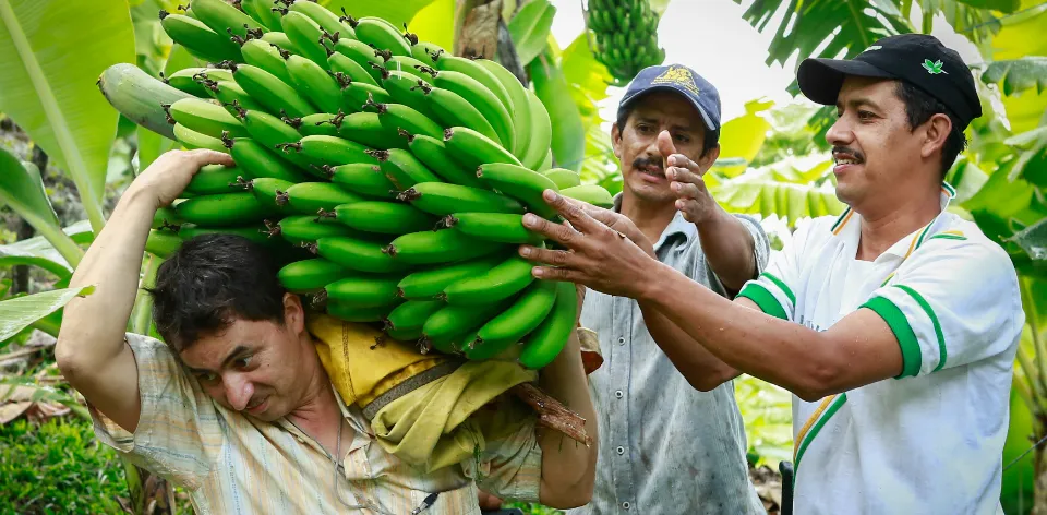 En julio de 2024, los precios de los fertilizantes subieron 1,98 %