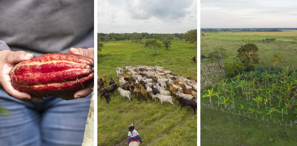 La gestión sostenible de los territorios, eje de la planificación rural agropecuaria: Proyecto Biocarbono Orinoquia