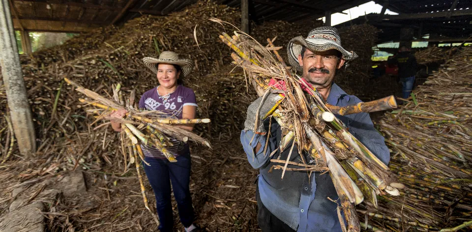 Cundinamarca aporta cerca del 13% de la producción nacional de panela y concentra más de 11.600 Unidades de Producción Agropecuaria (UPA) dedicadas a esta cadena. Cundinamarca aporta cerca del 13% de la producción nacional de panela y concentra más de 11.600 Unidades de Producción Agropecuaria (UPA) dedicadas a esta cadena.