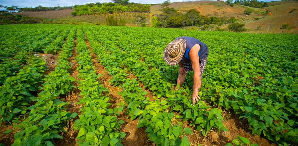 Buenas noticias para el bolsillo: tomates, huevos rojos y carne de cerdo registran caídas significativas en agosto Buenas noticias para el bolsillo: tomates, huevos rojos y carne de cerdo registran caídas significativas en agosto