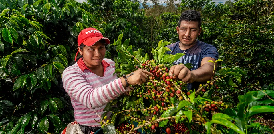 Día Internacional del Café Día Internacional del Café