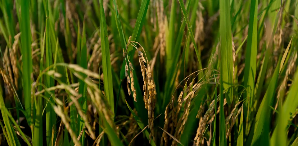 Más allá de los números: las EVA revelan el presente y el futuro del agro colombiano