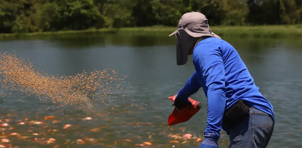 Colombia adopta el marco de política pública para el Plan de Ordenamiento Productivo (POP) de la Acuicultura para especies de consumo humano (tilapia, trucha, cachama y camarón de cultivo)