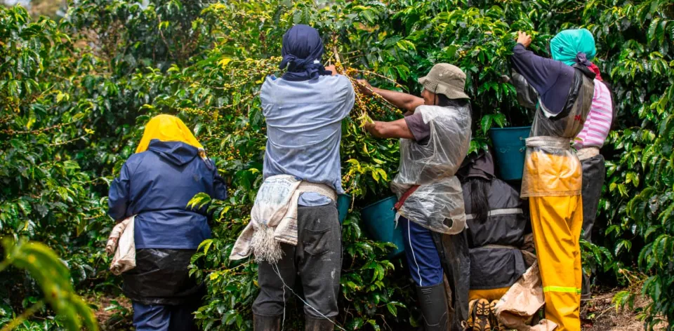 Sector rural registra la tasa de desempleo más baja en siete años y 4,8 millones de ocupados; su mayor nivel desde 2001