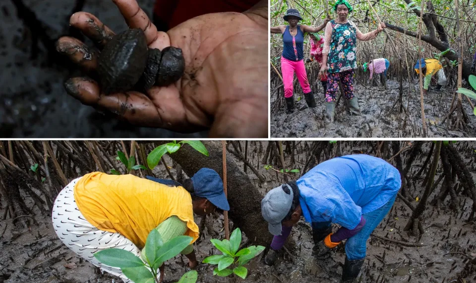 Con la Asociación Comunitaria de Mujeres Piangüeras, avanza la política de la piangua en Colombia