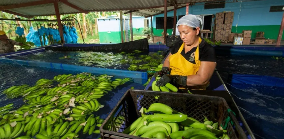 El abastecimiento alimentario en Colombia creció 8,3 % en marzo de 2026