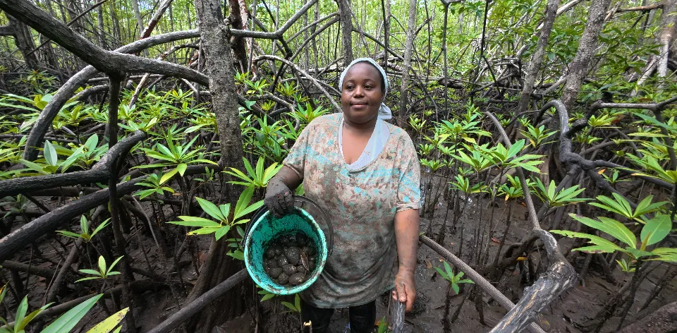 La UPRA llega al Chocó para escuchar a las mujeres piangüeras y desarrollar un instrumento para facilitar el futuro sostenible de un molusco que alimenta al Pacífico colombiano