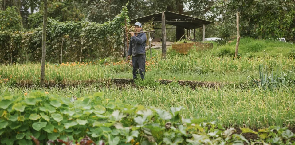 Las Áreas de Protección para la Producción de Alimentos, APPA, salvaguardan el suelo rural agropecuario como patrimonio público