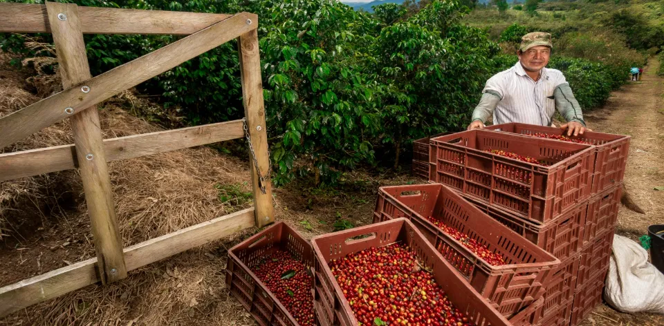 Colombia cultivó más de 5,6 millones de hectáreas y produjo 81,6 millones de toneladas de alimentos en 2025