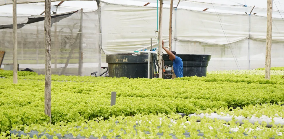 Pescados, carnes y procesados lideran el abastecimiento alimentario en Colombia en mayo de 2026